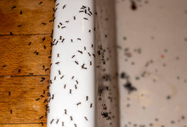 Wasp Removal Services in York, NE